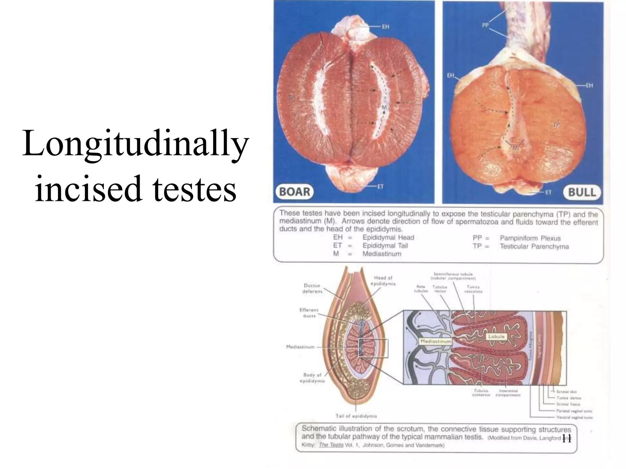 Testes Innervation 3 ther 608 # 2-male anatomy | PPTX