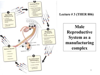 1
Male
Reproductive
System as a
manufacturing
complex
Lecture # 3 (THER 806)
 