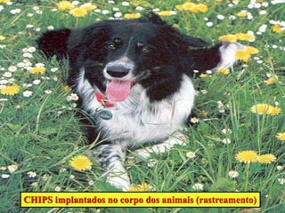 CHIPS implantados no corpo dos animais (rastreamento)
 