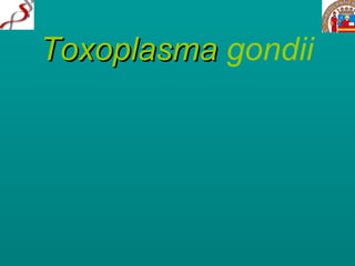 Toxoplasma  gondii 