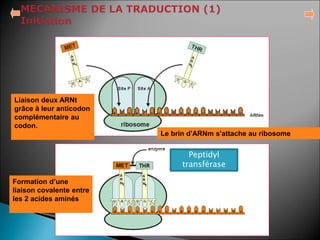 3-Traduction.ppt