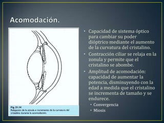 • Capacidad de sistema óptico
  para cambiar su poder
  dióptrico mediante el aumento
  de la curvatura del cristalino.
• Contracción ciliar se relaja en la
  zonula y permite que el
  cristalino se abombe.
• Amplitud de acomodación:
  capacidad de aumentar la
  potencia, disminuyendo con la
  edad a medida que el cristalino
  se incrementa de tamaño y se
  endurece.
   • Convergencia
   • Miosis
 