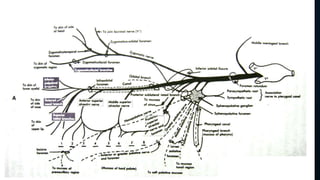 Trigeminal nerve and its course | PPTX