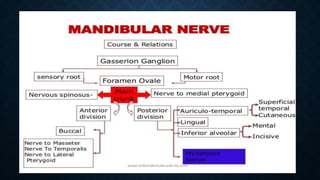 Trigeminal nerve and its course | PPTX