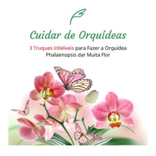 3 Truques Infalíveis para Fazer a Orquídea
Phalaenopsis dar Muita Flor
 