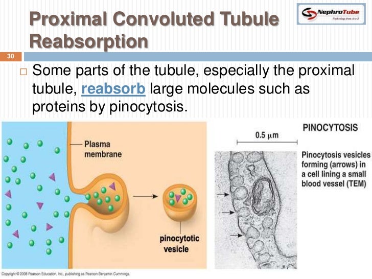 What is the function of the proximal convoluted tubule?