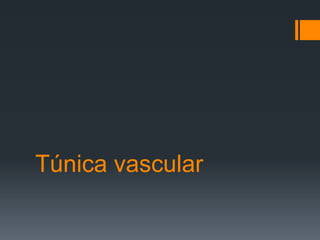 Túnica vascular
 