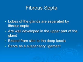 Fibrous Septa
• Lobes of the glands are separated by
fibrous septa
• Are well developed in the upper part of the
gland
• Extend from skin to the deep fascia
• Serve as a suspensory ligament
 
