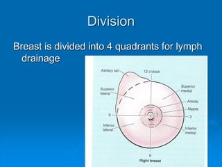 Division
Breast is divided into 4 quadrants for lymph
drainage
 