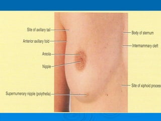 3-Upper Limb breast.pptx
