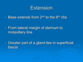 Extension
• Base extends from 2nd to the 6th ribs
• From lateral margin of sternum to
midaxillary line
• Greater part of a gland lies in superficial
fascia
 