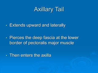 Axillary Tail
• Extends upward and laterally
• Pierces the deep fascia at the lower
border of pectoralis major muscle
• Then enters the axilla
 