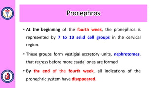 • At the beginning of the fourth week, the pronephros is
represented by 7 to 10 solid cell groups in the cervical
region.
• These groups form vestigial excretory units, nephrotomes,
that regress before more caudal ones are formed.
• By the end of the fourth week, all indications of the
pronephric system have disappeared.
Pronephros
 