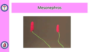 Mesonephros
 