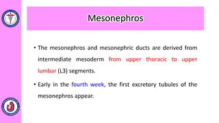 • The mesonephros and mesonephric ducts are derived from
intermediate mesoderm from upper thoracic to upper
lumbar (L3) segments.
• Early in the fourth week, the first excretory tubules of the
mesonephros appear.
Mesonephros
 