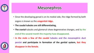 • Since the developing gonad is on its medial side, the ridge formed by both
organs is known as the urogenital ridge.
• The caudal tubules are still differentiating,
• The cranial tubules and glomeruli show degenerative changes, and by the
end of the second month the majority have disappeared.
• In the male a few of the caudal tubules and the mesonephric duct
persist and participate in formation of the genital system, but they
disappear in the female.
Mesonephros
 