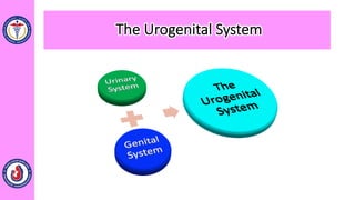 The Urogenital System
 