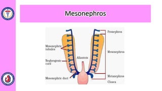 Mesonephros
 