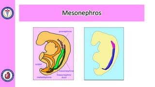 Mesonephros
 