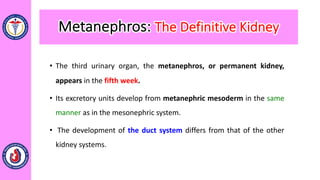 • The third urinary organ, the metanephros, or permanent kidney,
appears in the fifth week.
• Its excretory units develop from metanephric mesoderm in the same
manner as in the mesonephric system.
• The development of the duct system differs from that of the other
kidney systems.
Metanephros: The Definitive Kidney
 