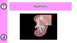 Nephrons
 