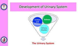 Development of Urinary System
The Urinary System
Urinary
Bladder
Ureters
and
Urethra
Kidneys
 