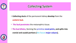 • Collecting ducts of the permanent kidney develop from the
ureteric bud.
• The bud penetrates the metanephric tissue.
• The bud dilates, forming the primitive renal pelvis, and splits into
cranial and caudal portions (the future major calyces).
Collecting System
 