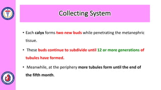 • Each calyx forms two new buds while penetrating the metanephric
tissue.
• These buds continue to subdivide until 12 or more generations of
tubules have formed.
• Meanwhile, at the periphery more tubules form until the end of
the fifth month.
Collecting System
 