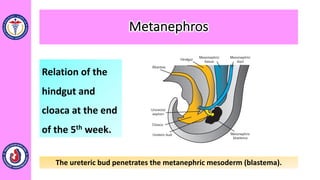 Relation of the
hindgut and
cloaca at the end
of the 5th week.
The ureteric bud penetrates the metanephric mesoderm (blastema).
Metanephros
 