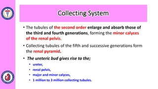 • The tubules of the second order enlarge and absorb those of
the third and fourth generations, forming the minor calyces
of the renal pelvis.
• Collecting tubules of the fifth and successive generations form
the renal pyramid.
• The ureteric bud gives rise to the;
• ureter,
• renal pelvis,
• major and minor calyces,
• 1 million to 3 million collecting tubules.
Collecting System
 