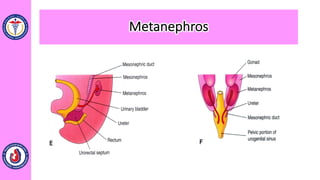 Metanephros
 