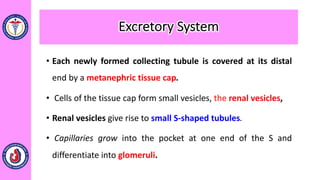 • Each newly formed collecting tubule is covered at its distal
end by a metanephric tissue cap.
• Cells of the tissue cap form small vesicles, the renal vesicles,
• Renal vesicles give rise to small S-shaped tubules.
• Capillaries grow into the pocket at one end of the S and
differentiate into glomeruli.
Excretory System
 