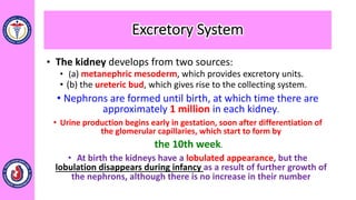 • The kidney develops from two sources:
• (a) metanephric mesoderm, which provides excretory units.
• (b) the ureteric bud, which gives rise to the collecting system.
• Nephrons are formed until birth, at which time there are
approximately 1 million in each kidney.
• Urine production begins early in gestation, soon after differentiation of
the glomerular capillaries, which start to form by
the 10th week.
• At birth the kidneys have a lobulated appearance, but the
lobulation disappears during infancy as a result of further growth of
the nephrons, although there is no increase in their number
Excretory System
 
