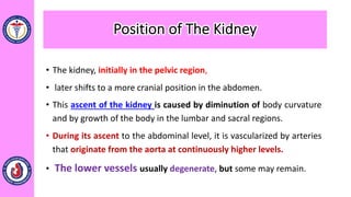 • The kidney, initially in the pelvic region,
• later shifts to a more cranial position in the abdomen.
• This ascent of the kidney is caused by diminution of body curvature
and by growth of the body in the lumbar and sacral regions.
• During its ascent to the abdominal level, it is vascularized by arteries
that originate from the aorta at continuously higher levels.
• The lower vessels usually degenerate, but some may remain.
Position of The Kidney
 