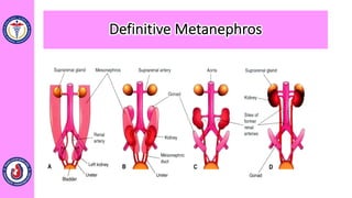 Definitive Metanephros
 