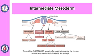 Intermediate Mesoderm
The midline NOTOCHORD secretes factors that organize the dorsal-
ventral and medio-lateral axes of the embryo.
 