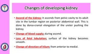 Changes of developing kidney
• Ascend of the kidney: It ascends from pelvic cavity to its adult
site in the lumbar region on posterior abdominal wall. This is
done by dorso-cranial elongation of the ureter pushing the
kidney.
• Change of blood supply: during ascend.
• Loss of fetal lobulation: surface of the kidney becomes
smooth.
• Change of direction of hilum: from anterior to medial.
 