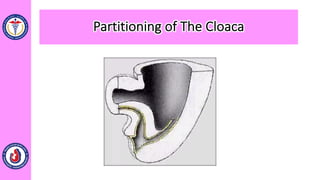 Partitioning of The Cloaca
 