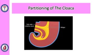 Partitioning of The Cloaca
 