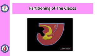 Partitioning of The Claoca
 