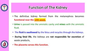 • The definitive kidney formed from the metanephros becomes
functional near the 12th week.
• Urine is passed into the amniotic cavity and mixes with the amniotic
fluid.
• The fluid is swallowed by the fetus and recycles through the kidneys.
• During fetal life, the kidneys are not responsible for excretion of
waste products,
• The placenta serves this function.
Function of The Kidney
 