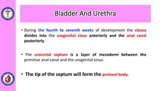 • During the fourth to seventh weeks of development the cloaca
divides into the urogenital sinus anteriorly and the anal canal
posteriorly.
• The urorectal septum is a layer of mesoderm between the
primitive anal canal and the urogenital sinus.
• The tip of the septum will form the perineal body.
Bladder And Urethra
 