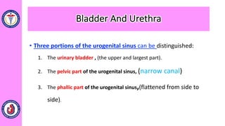 • Three portions of the urogenital sinus can be distinguished:
1. The urinary bladder , (the upper and largest part).
2. The pelvic part of the urogenital sinus, (narrow canal)
3. The phallic part of the urogenital sinus,(flattened from side to
side).
Bladder And Urethra
 