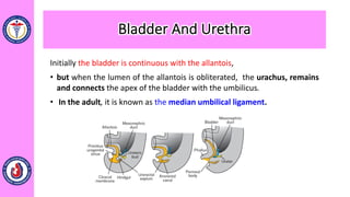 Initially the bladder is continuous with the allantois,
• but when the lumen of the allantois is obliterated, the urachus, remains
and connects the apex of the bladder with the umbilicus.
• In the adult, it is known as the median umbilical ligament.
Bladder And Urethra
 