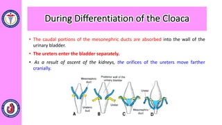 • The caudal portions of the mesonephric ducts are absorbed into the wall of the
urinary bladder.
• The ureters enter the bladder separately.
• As a result of ascent of the kidneys, the orifices of the ureters move farther
cranially.
During Differentiation of the Cloaca
 