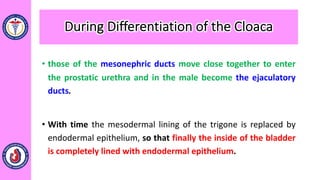 • those of the mesonephric ducts move close together to enter
the prostatic urethra and in the male become the ejaculatory
ducts.
• With time the mesodermal lining of the trigone is replaced by
endodermal epithelium, so that finally the inside of the bladder
is completely lined with endodermal epithelium.
During Differentiation of the Cloaca
 