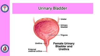 Urinary Bladder
 