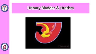 Urinary Bladder & Urethra
 