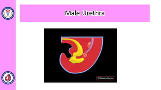 Male Urethra
 