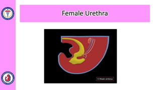 Female Urethra
 